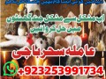 miss-your-ex-lovecontcat-no923253991734-amil-babba-kalajadu-expert-larkana-specialist-amil-baba-call-now-small-0