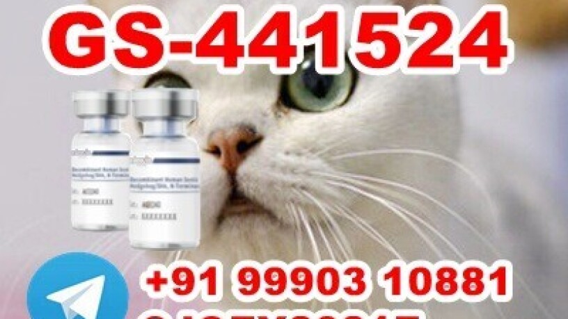 gs-441524-fip-feline-infectious-peritonitis-big-0