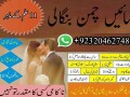 istikhara-istikhara-online-istikhara-istikhara-for-love-marriage-small-7