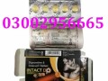 03002956665-intact-dp-extra-tablets-pkr-1500-call-in-pakistan-small-0